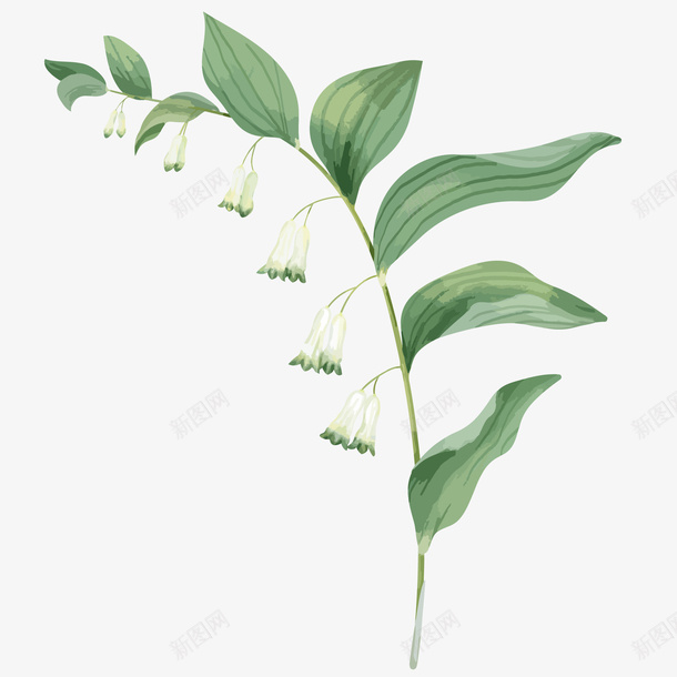 水彩植物芝麻花图矢量图ai免抠素材_88icon https://88icon.com 免抠图 植物 植物水彩 水彩 白色小花 矢量图 芝麻开花 芝麻花 花