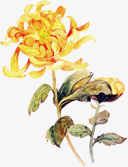 水彩植物花卉黄色菊花素材