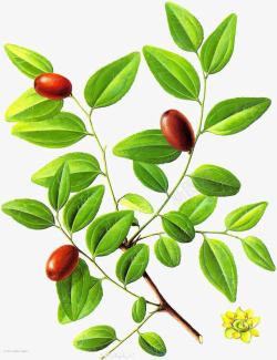 红枣树枣树的叶子高清图片