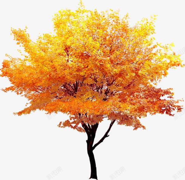 秋天的金色枫叶树木png免抠素材_88icon https://88icon.com 枫叶 树木 秋天 金色
