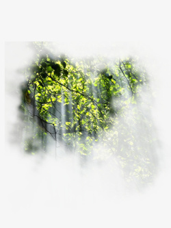 透过树林春天绿色树林阳光透过树林高清图片