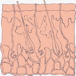 人体的皮肤表面细胞素材