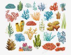 五颜六色的珊瑚和藻类素材