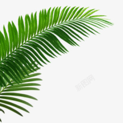 创意合成写实绿色的棕榈叶素材