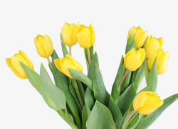 一簇花春天绿色一簇郁金香黄色花高清图片