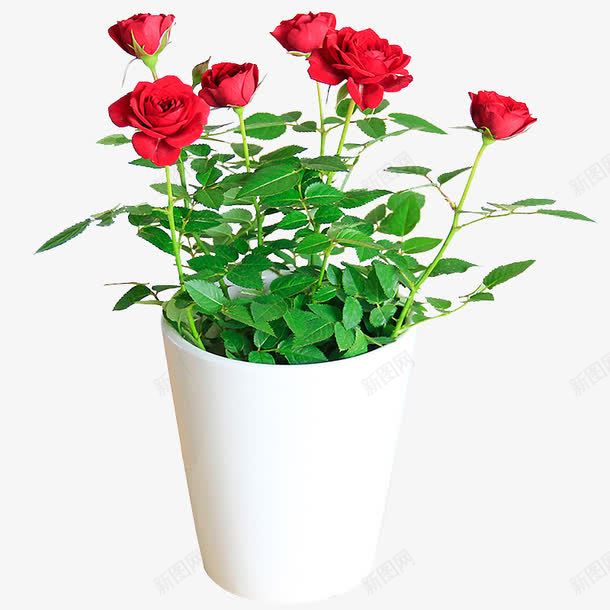小型红色月季png免抠素材_88icon https://88icon.com 小型盆栽 月季 白色花盆 红色花朵 绿叶 装饰 软装
