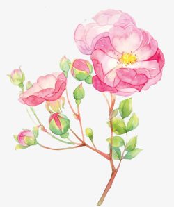 水彩蔷薇花素材
