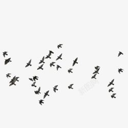 鸟瞅图飞翔的鸟群剪影高清图片