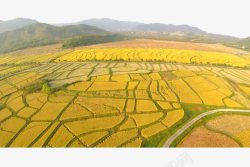 金黄色的稻谷整齐的稻田高清图片