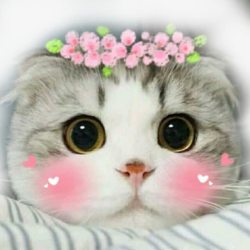 猫咪动态表情包可爱大眼猫咪脸红表情高清图片