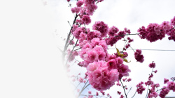 春天樱花摄影背景元素之六素材