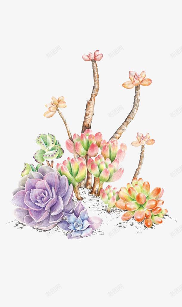 多肉组合png免抠素材_88icon https://88icon.com 五颜六色 卡通 多肉 多肉植物 多肉组合 彩铅 手绘 植物
