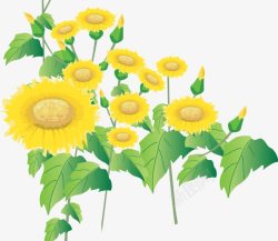 阳光花卉壁纸向日葵高清图片