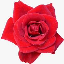 盛开的红玫瑰盛开的火红玫瑰高清图片