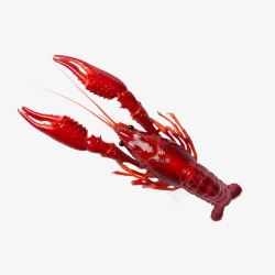 红色龙虾素材