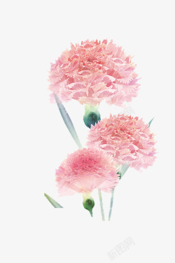 手绘水彩装饰插图母亲节粉嫩花卉素材