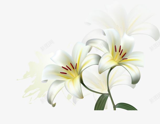 百合花纹百合花手绘png免抠素材_88icon https://88icon.com 一束百合花 卡通百合花 水墨百合花 白色百合花 百合花朵 百合花矢量图 百合花花瓣 百合花边