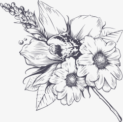 手绘花线描一簇手绘盛开的花朵高清图片