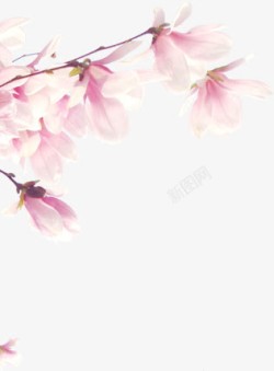 春天粉色清新玉兰花素材