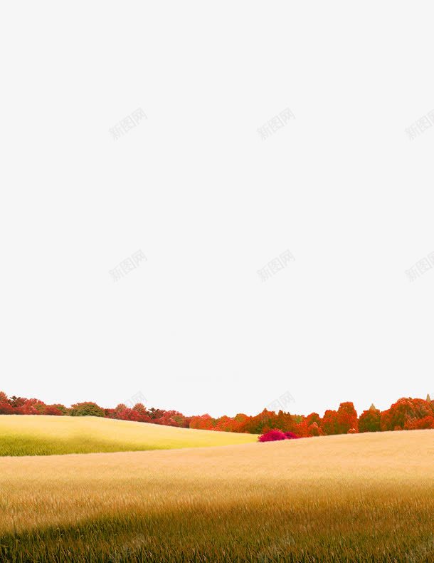 深秋秋草png免抠素材_88icon https://88icon.com 枯草 树叶 海报 深秋 秋天 秋日主题秋日主题花草 秋草 秋韵 红叶 草地 草坪 落叶 金秋送爽