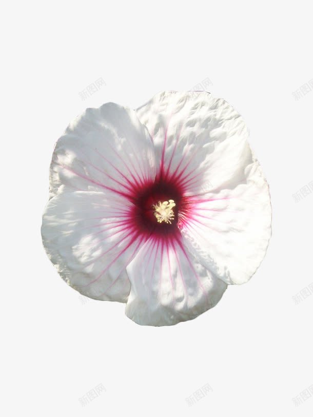 白色木槿花png免抠素材_88icon https://88icon.com 春天 木槿 植物 白色 花卉