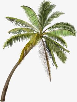 正面摄影风景区的棕榈树素材