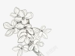 手绘桂花花瓣素材