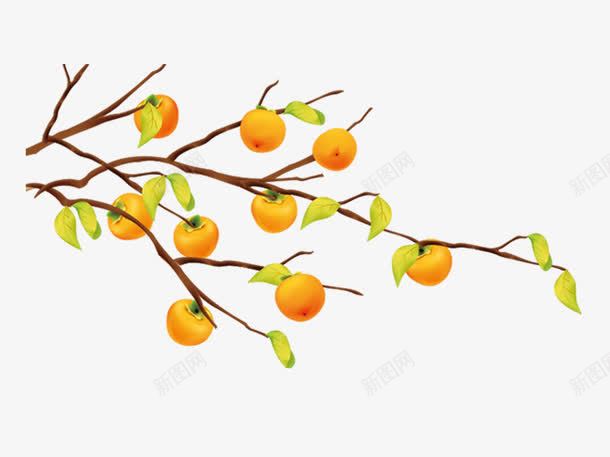 手绘柿子树png免抠素材_88icon https://88icon.com 丰收 卡通 手绘 柿子树 橙色 水彩 水果 秋天