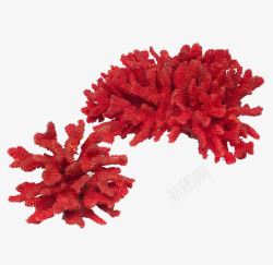 海洋生物红珊瑚家居摆件素材