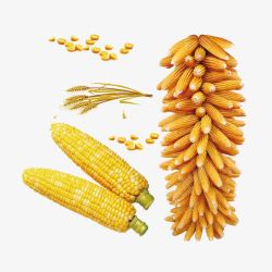 玉米穗玉米高粱高清图片