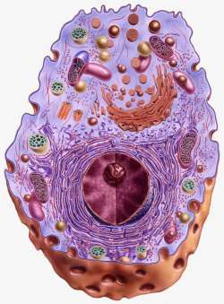 横断面彩色细胞核结构高清图片