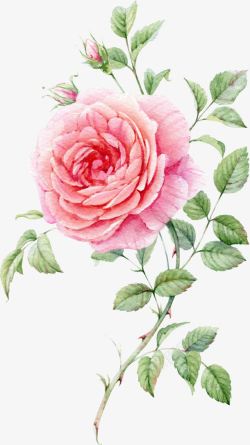 水彩手绘粉色玫瑰花素材