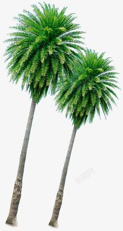 绿色高大椰树美景素材