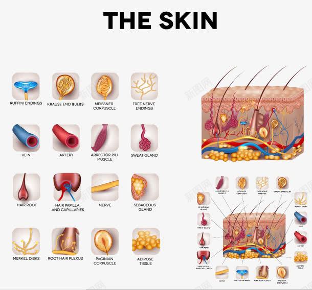 皮肤衰老的形成png免抠素材_88icon https://88icon.com 毛囊 皮肤结构 皮肤表皮 细胞 肌肤组织 血管 面部皮肤结构