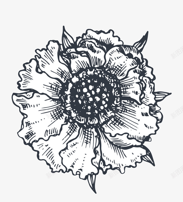 线描花朵png免抠素材_88icon https://88icon.com 印花图案 手绘花卉 手绘花朵 线描花卉 背景 设计 贴花图案 黑白花朵