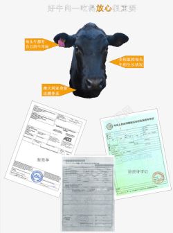 牛肉详情页素材牛头检验报告高清图片