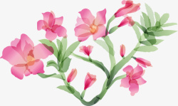 粉色美丽花藤植物素材