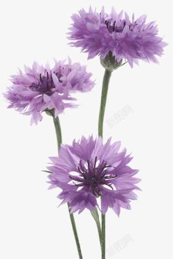 花瓣素材大图紫色矢车菊花束大图高清图片
