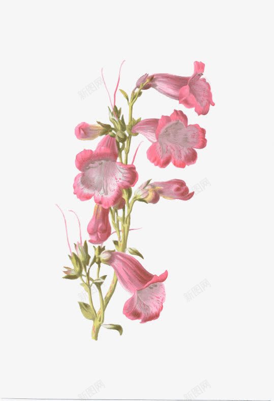 手绘花朵png免抠素材_88icon https://88icon.com 复古 手绘 文艺 春天元素 花卉 花朵