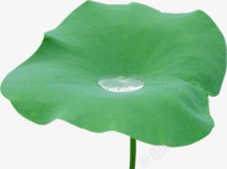 春天绿色荷叶上的水滴装饰素材