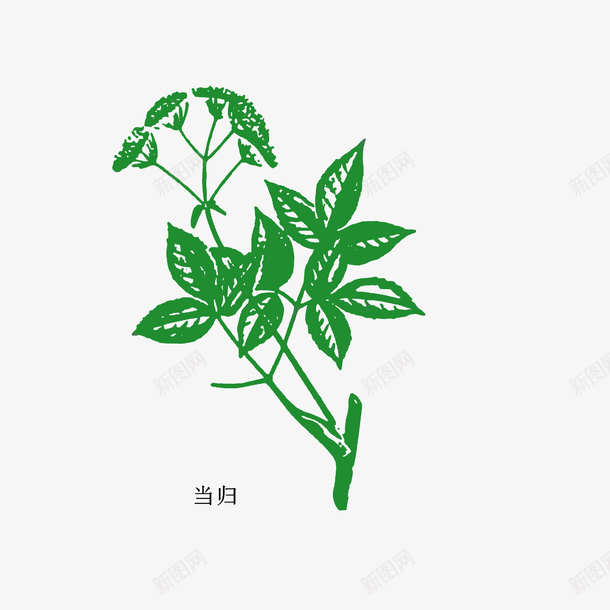 手绘植物当归png免抠素材_88icon https://88icon.com 中草药 彩绘 手绘中药材 手绘植物当归 绿色植物