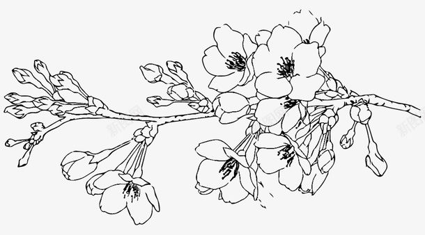 花瓣图片一支梅花简笔画线稿透明图图标图标