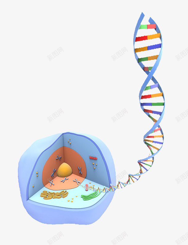 彩色插画细胞核png免抠素材_88icon https://88icon.com 3D细胞模型 动物细胞 核糖核酸 植物细胞 模型结构 横断面 细胞核 细胞膜