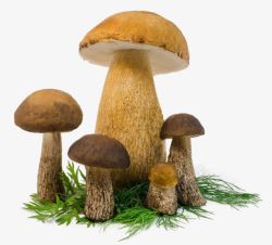 野外蘑菇菌类新鲜素材
