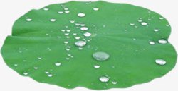 春天绿色荷叶上的水滴素材