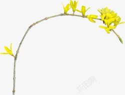 黄色花树枝素材