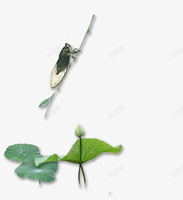 夏至背景Bannerpng免抠素材_88icon https://88icon.com 夏天 夏天来了 夏至 季节 开心 时光 节气 荷叶 荷花 蝉 蝉插画 高兴