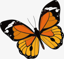 橘色的蝴蝶橘色的花蝴蝶矢量图高清图片