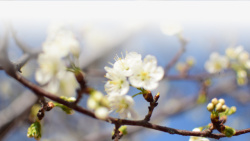 春天樱花摄影背景元素之十四素材