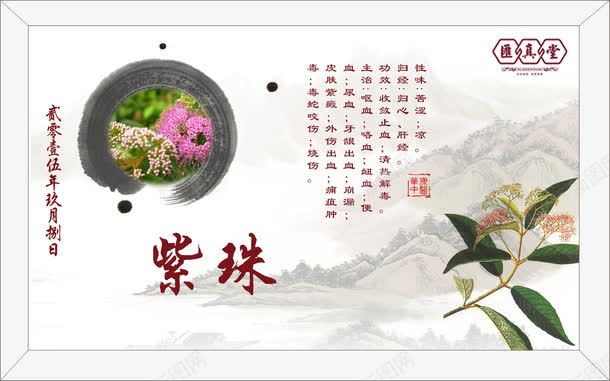 中草药紫珠png免抠素材_88icon https://88icon.com 中医 中医宣传画 中医展板 中医挂画 中医海报 中医院 中药 中药材 医院 植物 紫珠 草药